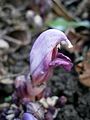 Lathraea clandestina close-up flower