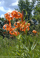 Flowers of Lilium michiganense