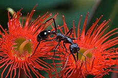 Myrmecia forficata