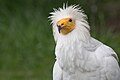 Egyptian Vulture