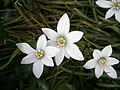 Ornithogalum umbellatum close-up