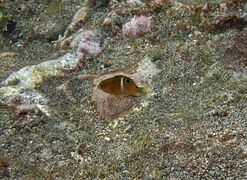 白帶椒雀鯛稚魚