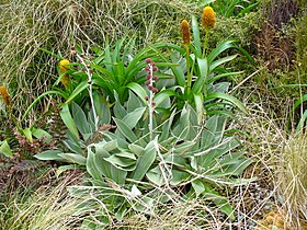 Pleurophyllum hookeri and B. rossii