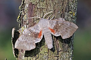 Imago, showing orange-red basal patch on hindwing