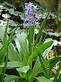 Scilla lilio-hyacinthus