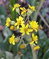 Senecio wootonii