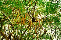 The tree and seedpods of Moringa oleifera.