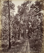 Single-track line through a forest