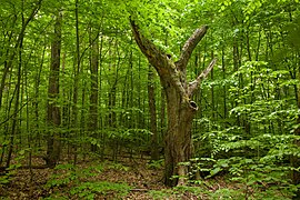 A Euxine forest in Strandzha Nature Park