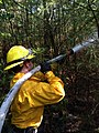 Image 40Wildland firefighter working a brush fire in Hopkinton, New Hampshire, US (from Wildfire)