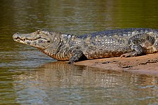 Yacare caiman (Caiman yacare)