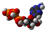辅酶三磷酸腺苷的结构，它是能量代谢的核心中间物