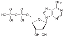 Skeletal formula of ADP