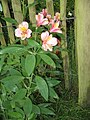 Alstroemeria ligtu cultivar