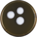 Aspergillus tanneri growing on MEAOX plate