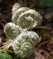 Coiled immature fronds