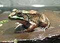 Green frog (Lithobates clamitans)