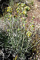 Cryptantha confertiflora