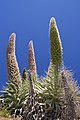 Ssp. trichosiphon from La Palma