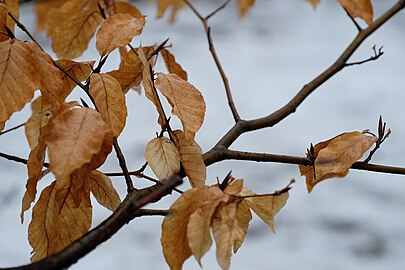 Marcescent leaves in late winter