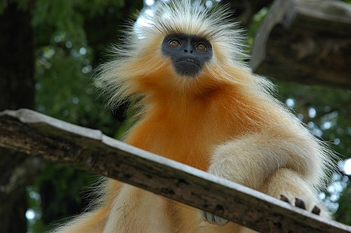 Golden langur (Presbytis geei)