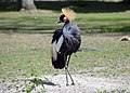 Balearica pavonina in Zoo d'Amiens [fr]