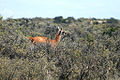 Wild guanaco