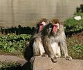 Japanese Macaque