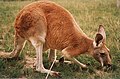 Red kangaroo eating grass