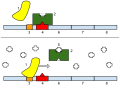 1: RNA Polymerase, 2: Repressor, 3: Promoter, 4: Operator, 5: Lactose, 6: lacZ, 7: lacY, 8: lacA. Top: The gene is essentially turned off. There is no lactose to inhibit the repressor, so the repressor binds to the operator, which obstructs the RNA polymerase from binding to the promoter and making lactase. Bottom: The gene is turned on. Lactose is inhibiting the repressor, allowing the RNA polymerase to bind with the promoter, and express the genes, which synthesize lactase. Eventually, the lactase will digest all of the lactose, until there is none to bind to the repressor. The repressor will then bind to the operator, stopping the manufacture of lactase.