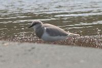 Magellanic Plover (needs a better picture)