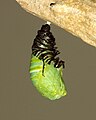 Undergoing pupation