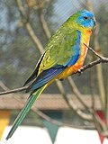 Adult male turquoise parrot
