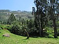 Greenery in Nilgiri Hills
