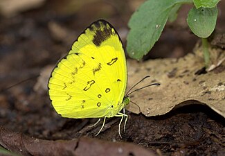 Ventral view