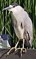 Black-crowned Night-Heron