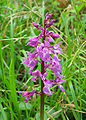 Early purple orchid