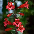 Flowers of Penstemon murrayanus