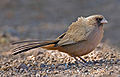 Abert's Towhee