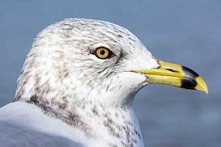 Portrait of a ring-billed gull