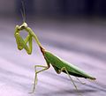 Praying mantis in India