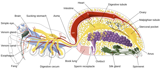 Spider anatomy, by Pbroks13 (edited by ZooFari, and Kaldari)