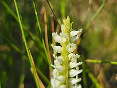 Spiranthes romanzoffiana