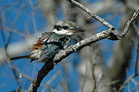 Red-backed Kingfisher (female)
