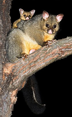 Common Brushtail Possum