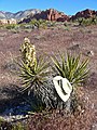 Yucca schidigera