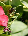 Chinese mantis eating a bee