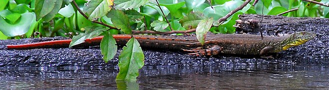 Amazonas, Brazil