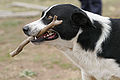 Dog (possibly a Border Collie) retrieving a stick (playing fetch)