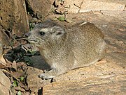 The rodent-like hyrax